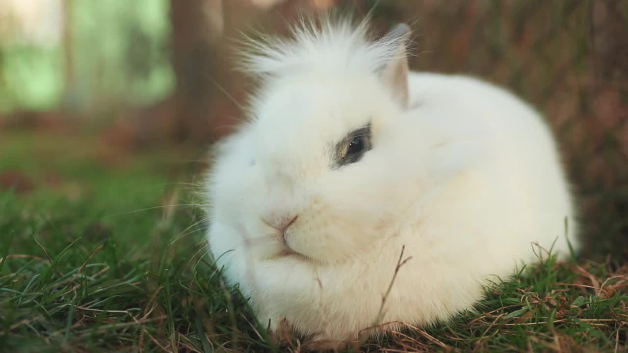 白天森林里的一只白兔的特写镜头视频素材