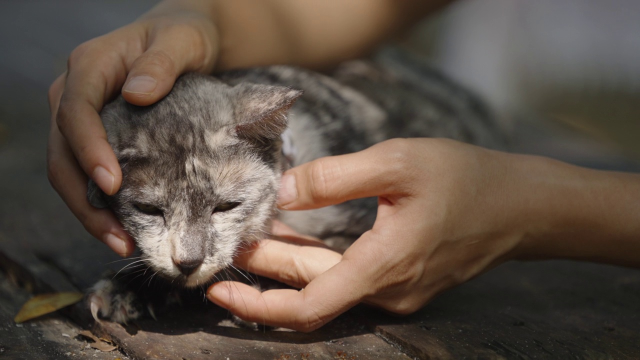 被收养的流浪猫在花园里的桌子上晒太阳，被人抚摸。视频素材