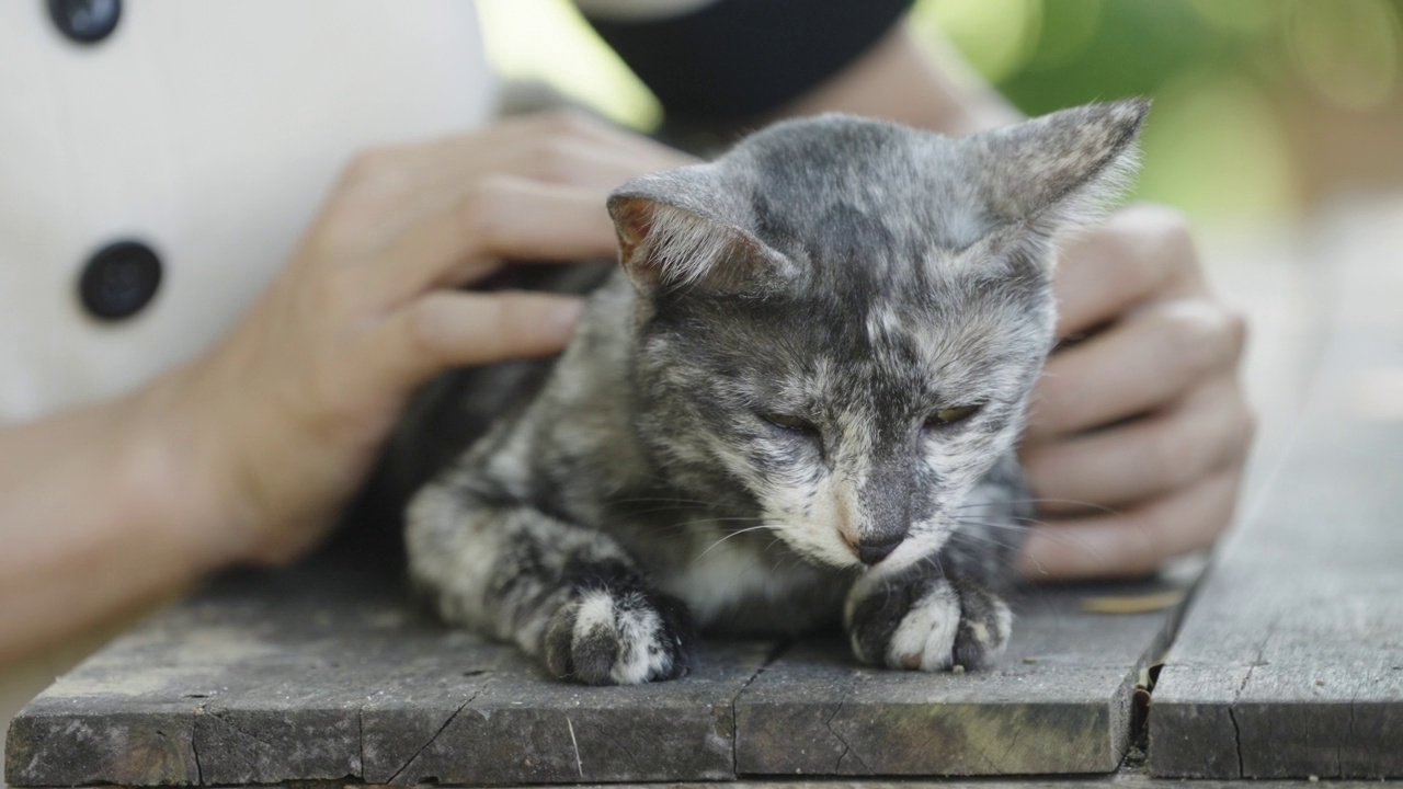 灰猫在桌子上被爱抚。视频素材