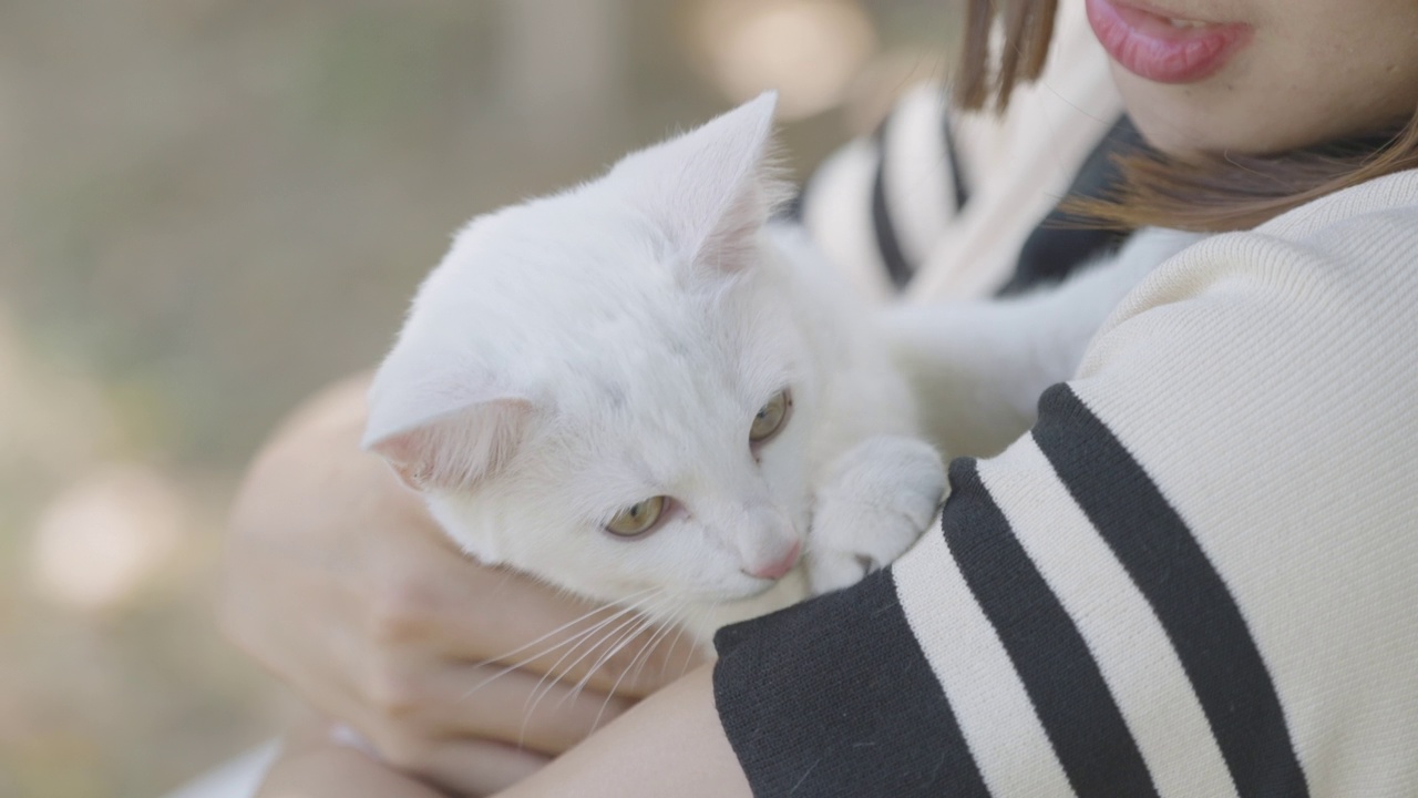 特写视频，一只猫在被抚摸时透过肩膀看过去。视频素材