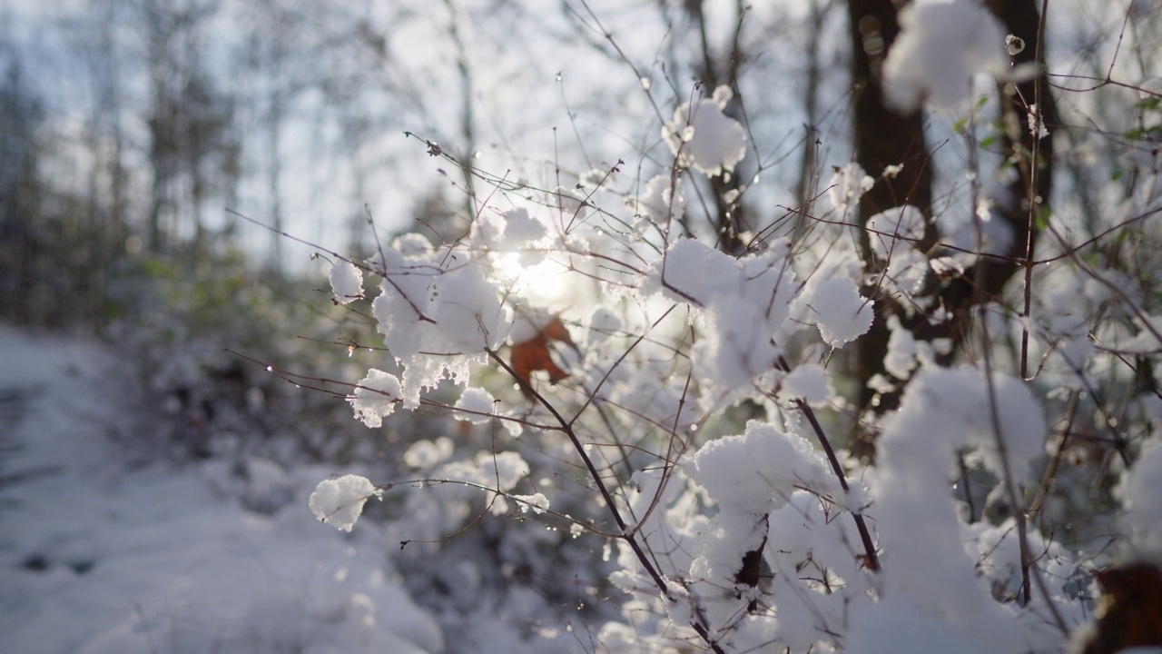 森林中覆盖植物的雪的特写视频素材