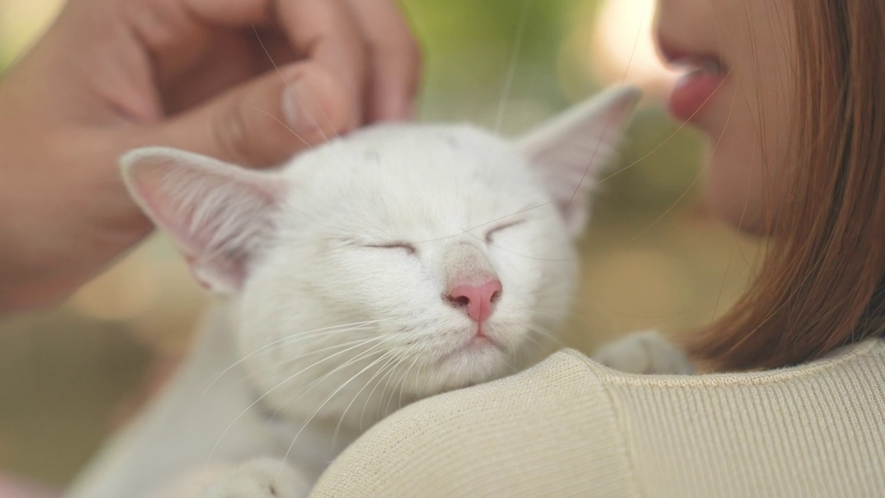 特写视频，一只小猫紧紧抓住一个肩膀，被人拍了拍。视频素材