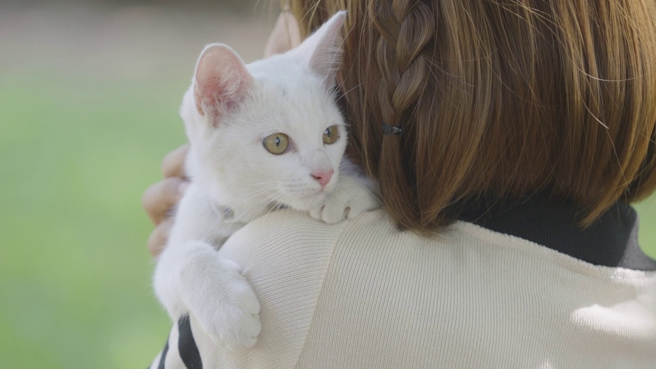 白色的Khao Manee猫被一个女人抱在肩上。视频素材