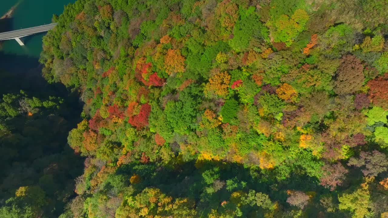 鸟瞰湖泊和秋叶视频素材