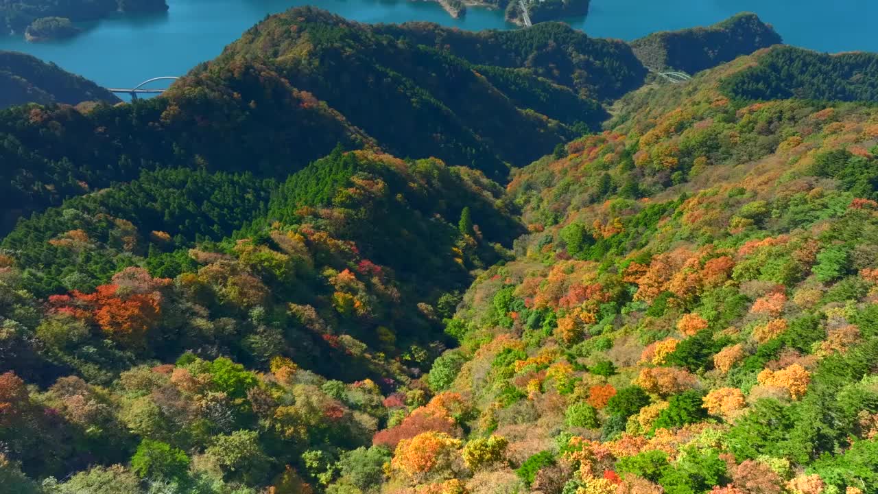 鸟瞰湖泊和秋叶视频素材