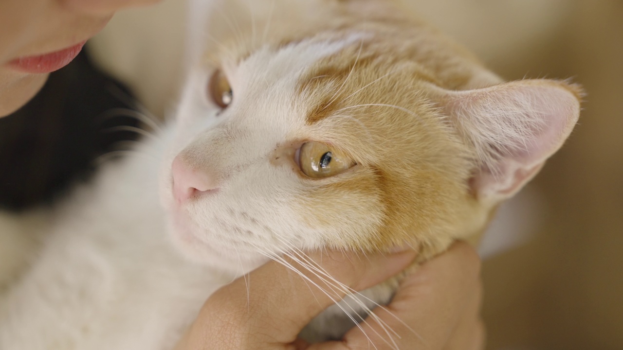 一张被女人宠爱的猫脸特写。视频素材