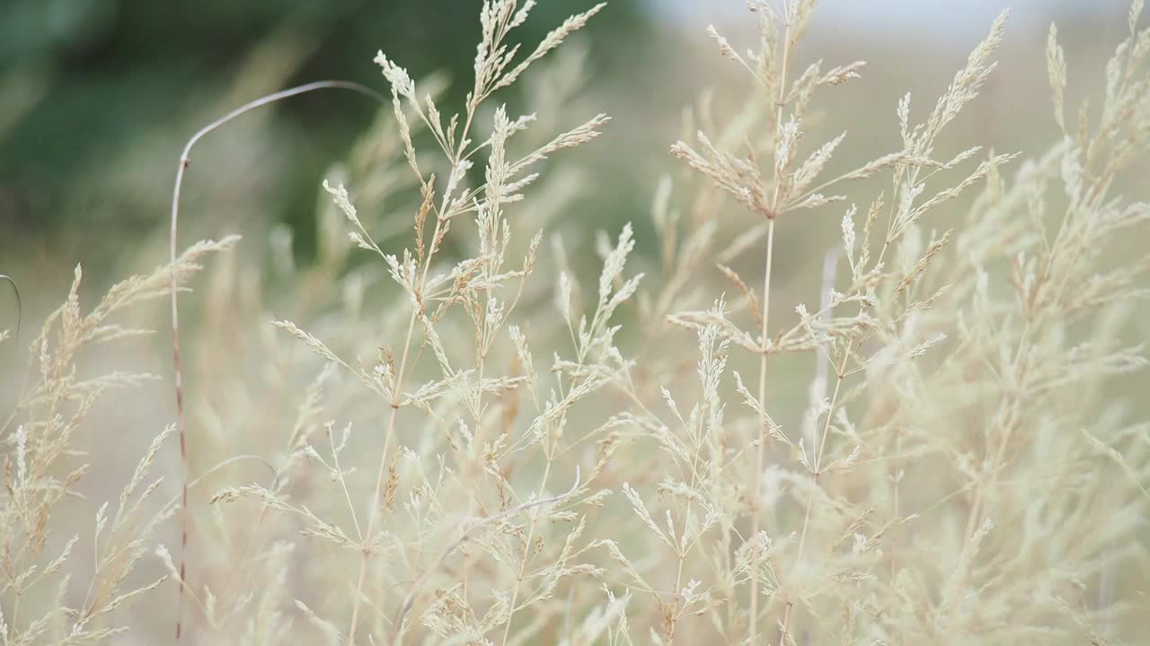 近距离观察干草的小穗在风中摇摆视频素材