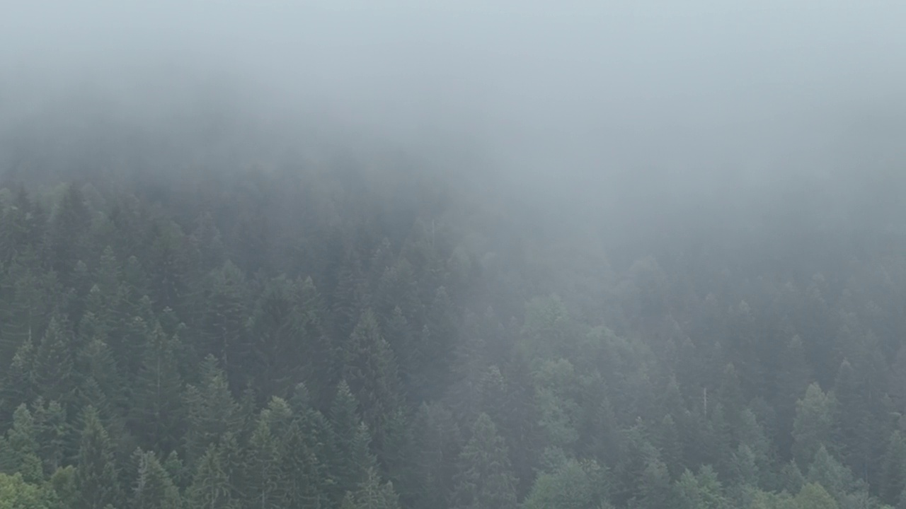 山区多雨的天气。薄雾吹过松树林。云杉森林树木在云雾天山上的航拍镜头。美丽森林的晨雾。视频素材