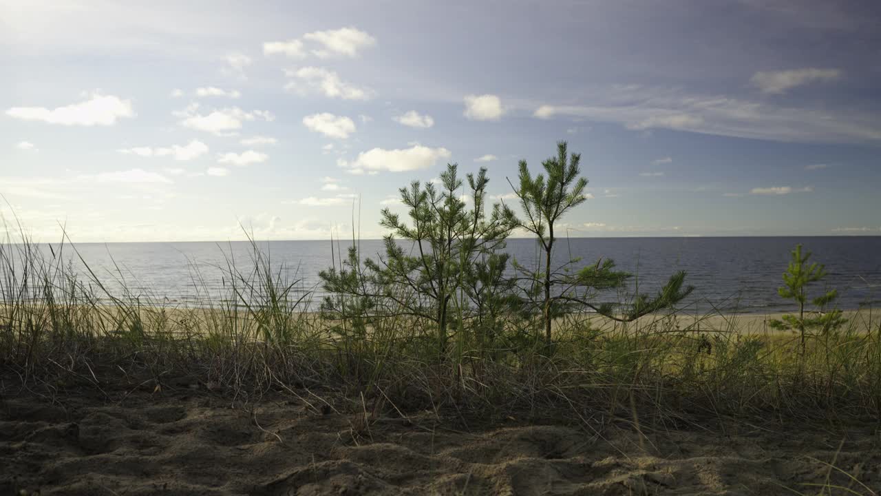 沙丘上的小圣诞树映衬着大海视频素材