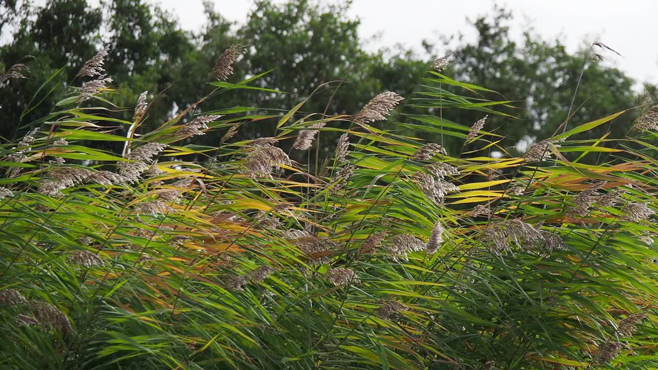 大风吹动芦苇视频素材