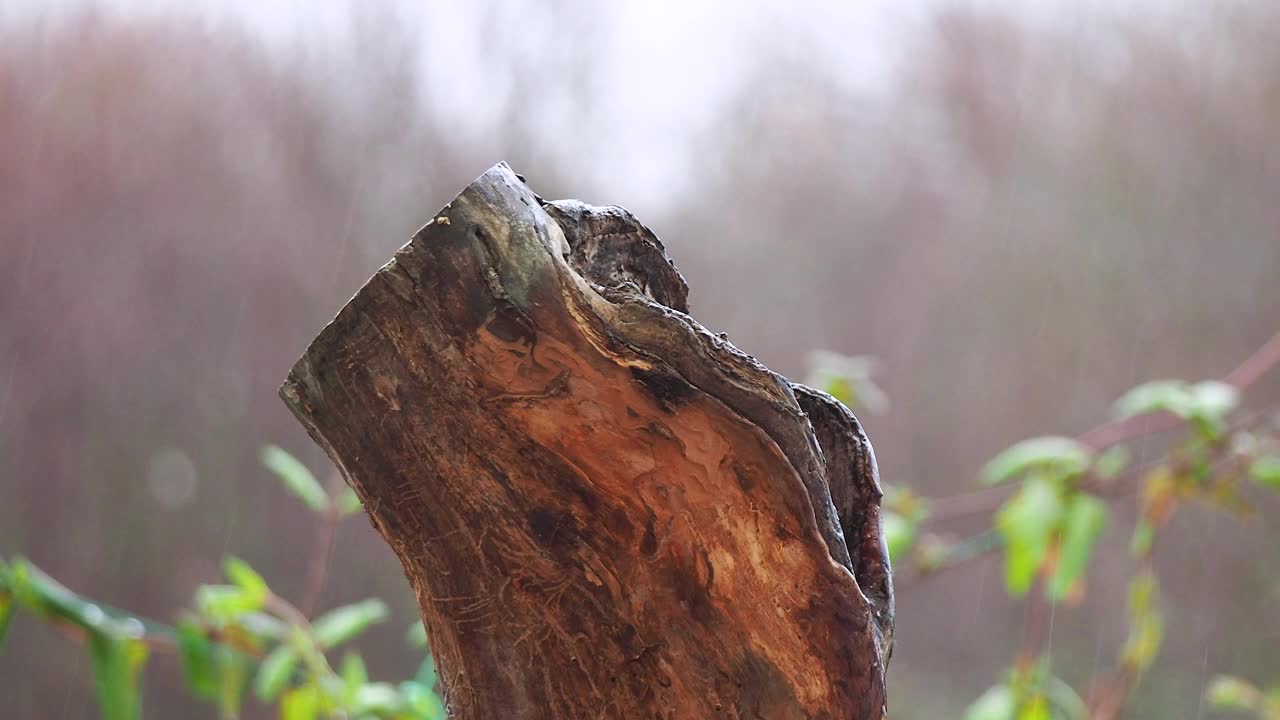 秋雨天，山雀在木头上视频素材