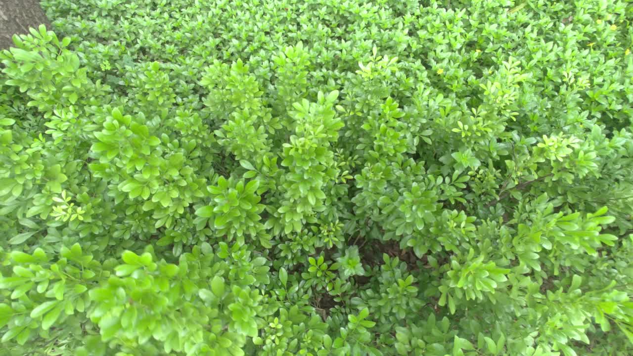 植物的特写与小绿叶在风中吹视频素材