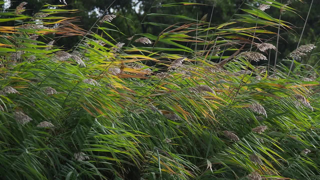 大风吹动芦苇视频素材