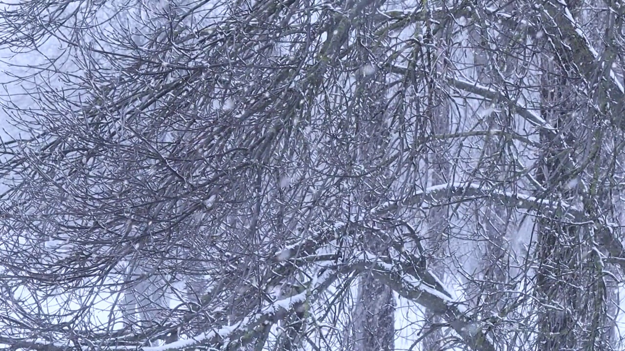 公园里的雪和被雪覆盖的树枝。自然的冬季背景，白雪和寒冷的天气视频素材