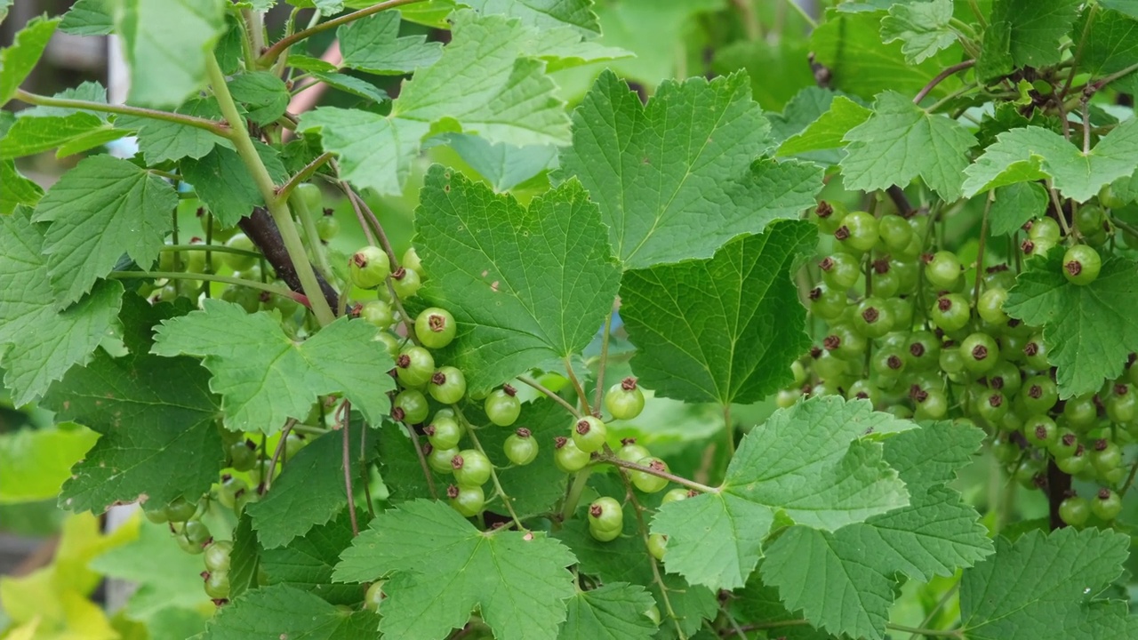 夏天灌木上未成熟的红加仑子视频素材