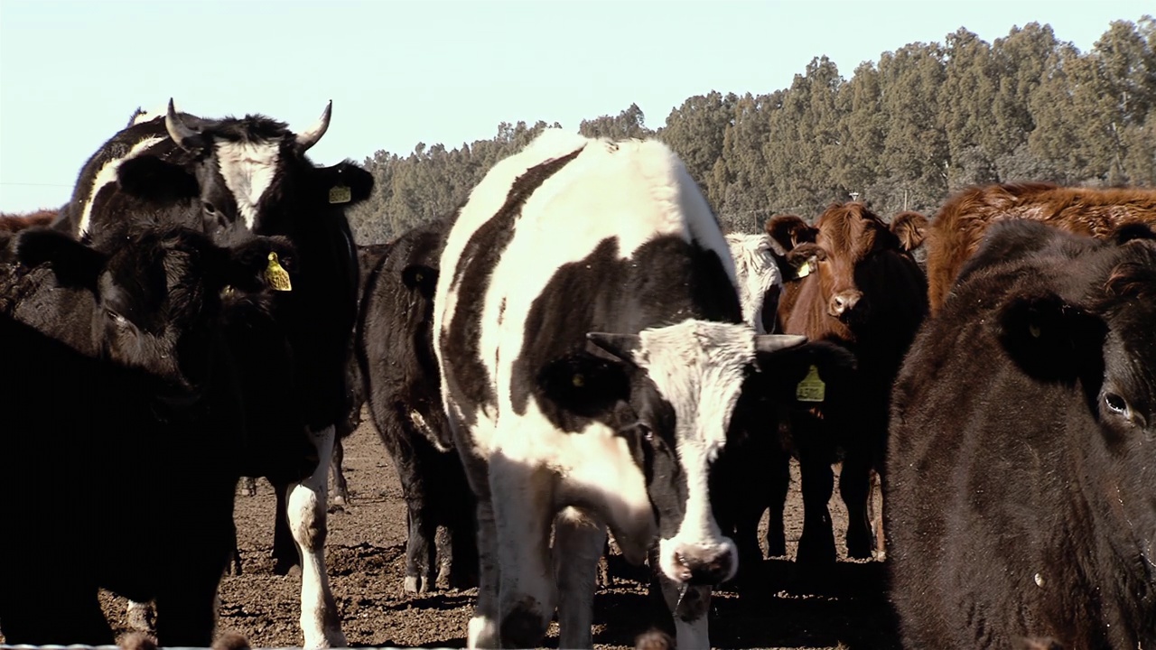 黑白“Holando-Argentino”奶牛看着农场的摄像机，Holando-Argentino是一种主要发现于阿根廷的牛，由Holstein-Friesian牛派生而来。视频素材