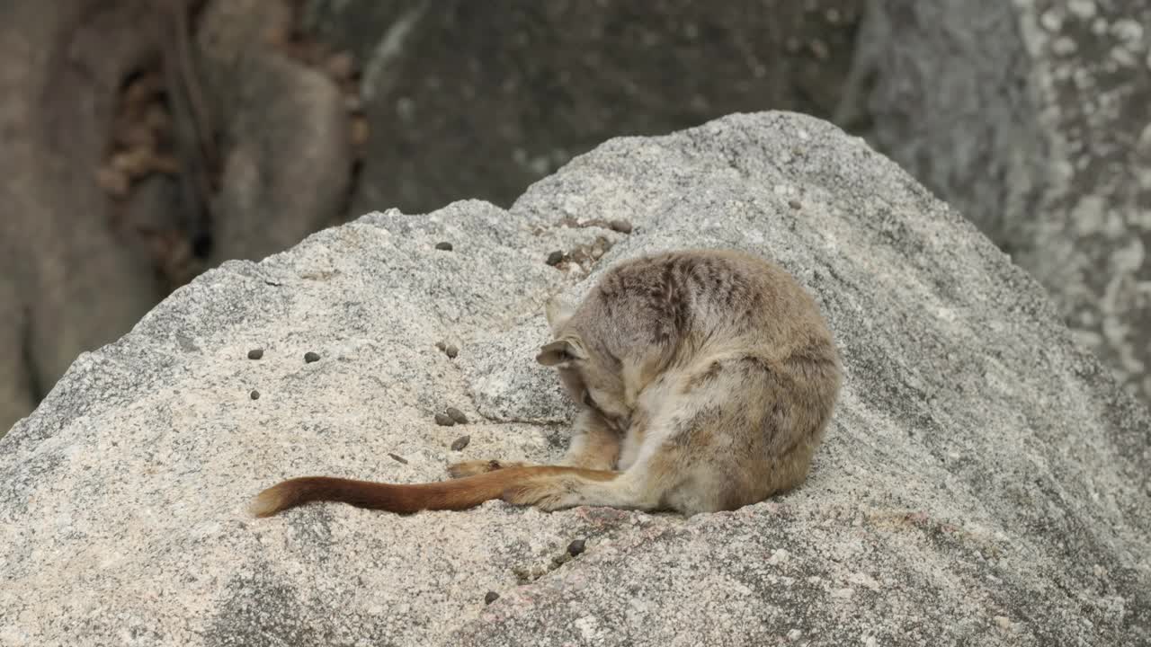 Mareeba岩石小袋鼠坐在一块大石头上梳理自己的皮毛视频素材