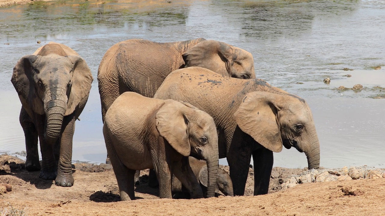 非洲象(Loxodonta africana)喝水，阿多大象国家公园，南非视频素材