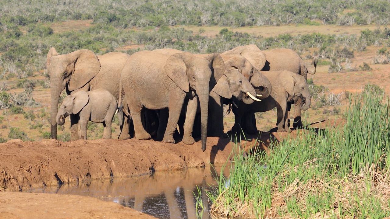 非洲象(Loxodonta africana)喝水，阿多大象国家公园，南非视频素材