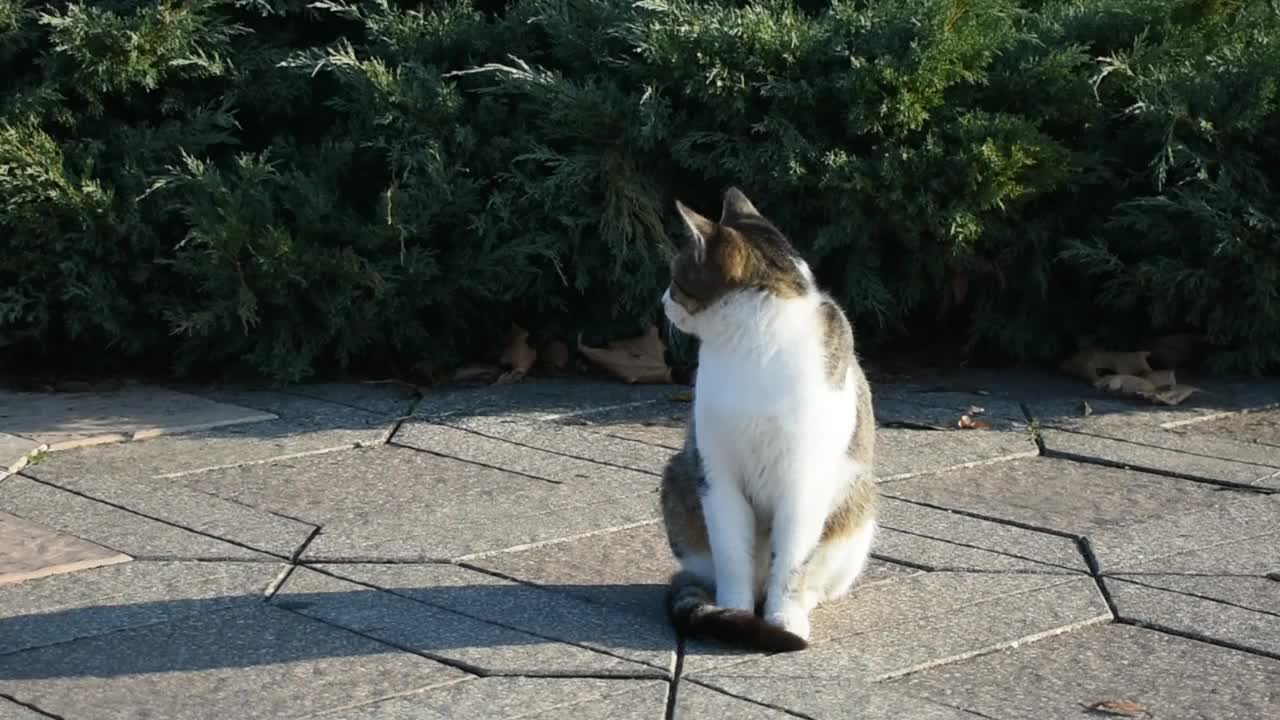 白天在街上可爱的毛茸茸的猫视频素材