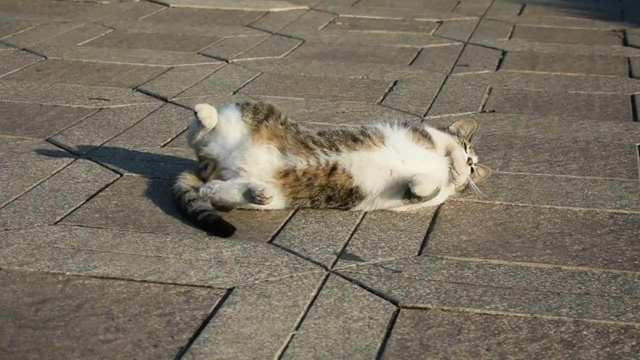 白天在街上可爱的毛茸茸的猫视频素材