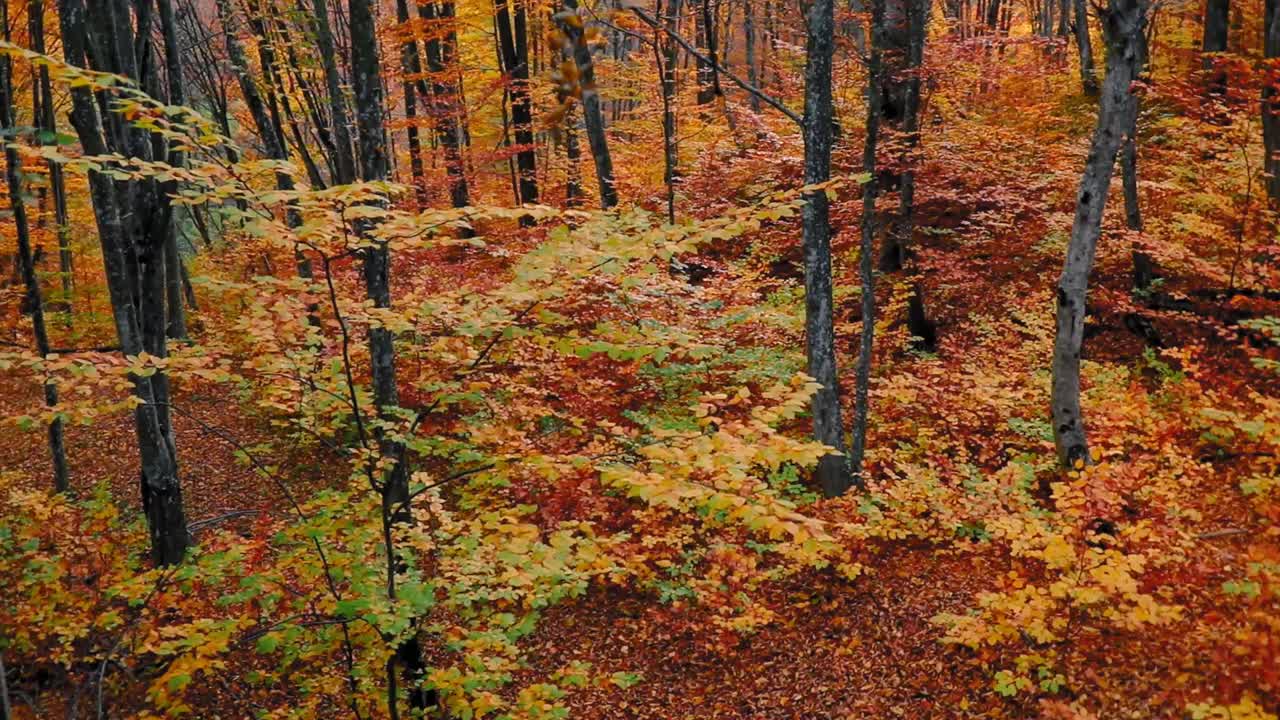 美丽的风景，茂密的森林在秋天的颜色视频素材