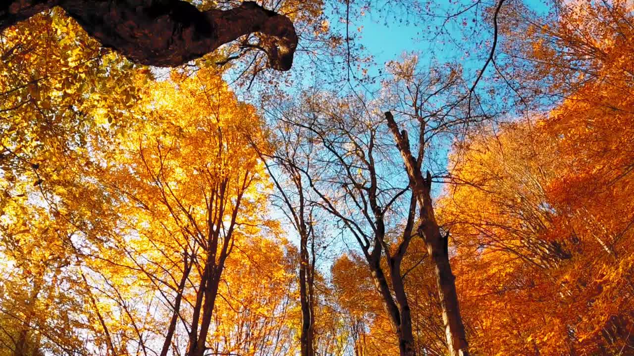 高清视频的树木在阳光明媚的天空下秋天的颜色视频素材