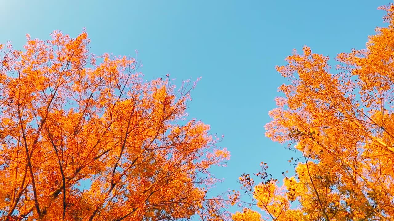 在蓝天背景下的森林里的彩色树木的高清镜头视频素材