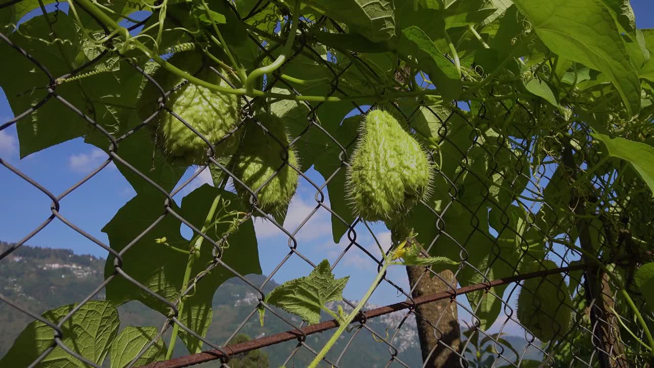 在印度东部、东北部和尼泊尔，这种植物和水果被称为南瓜或伊什库斯。我视频素材