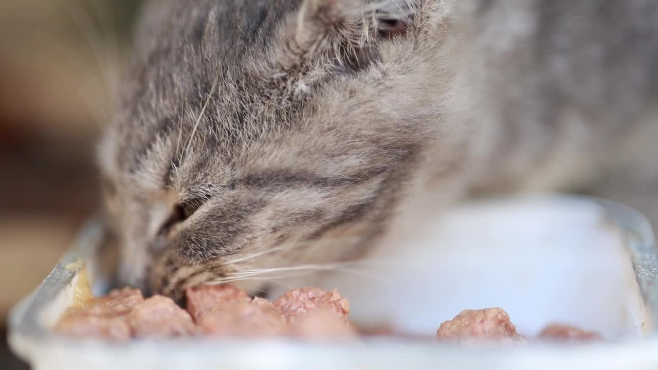 浅聚焦一只灰色的虎斑猫正在吃东西视频素材