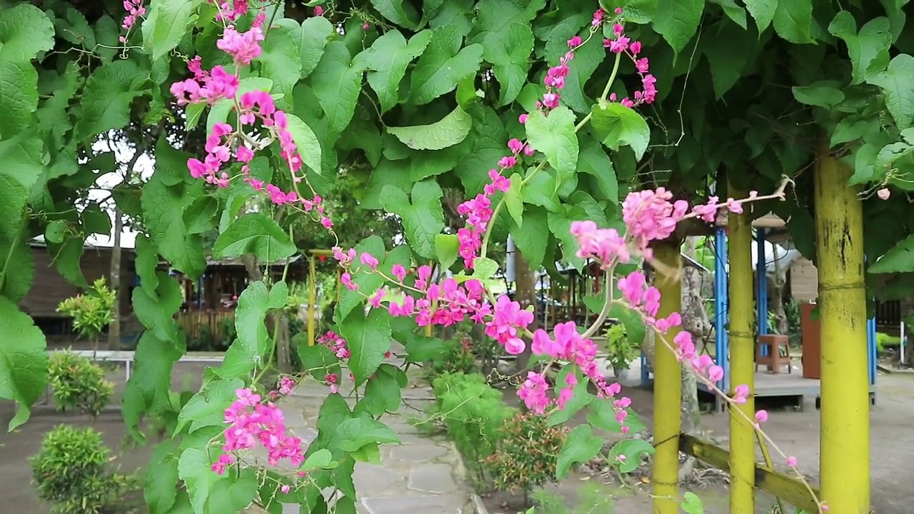 墨西哥爬山虎或Antigonon leptosus，珊瑚藤，女王的花环，珊瑚，蜜蜂灌木花在自然背景。对常见的流感、经期疼痛和许多其他症状都有好处。视频下载