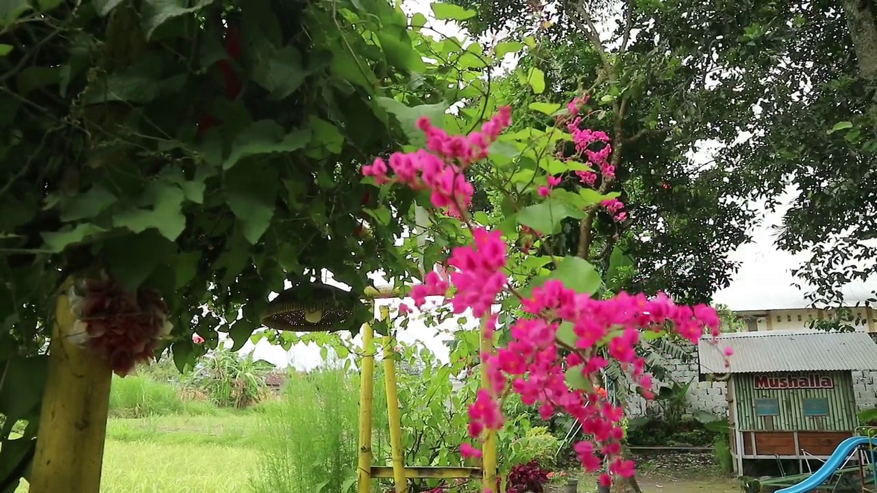 墨西哥爬山虎或Antigonon leptosus，珊瑚藤，女王的花环，珊瑚，蜜蜂灌木花在自然背景。对常见的流感、经期疼痛和许多其他症状都有好处。视频下载