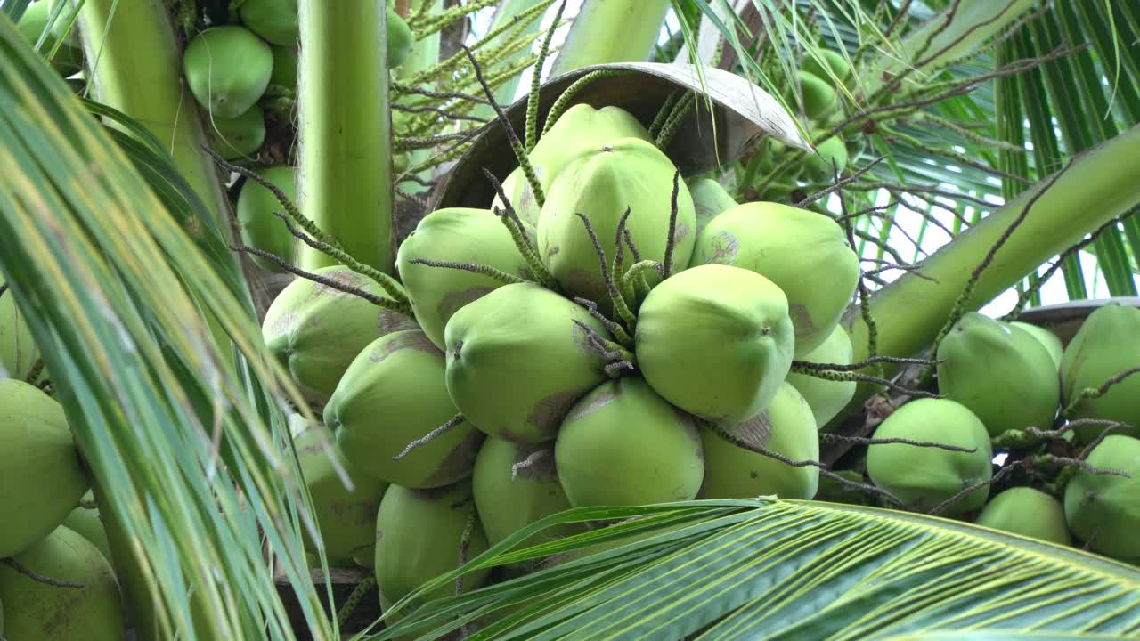 树上的小椰子视频素材