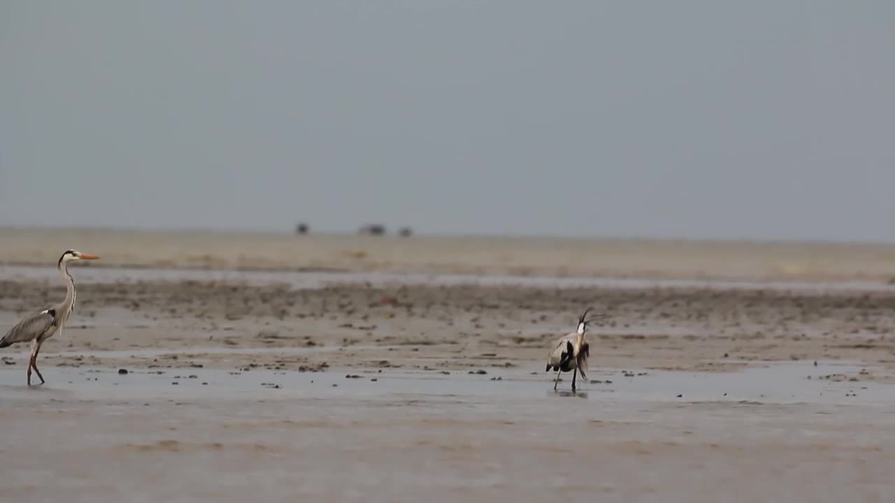 印尼野生动物。黑鹰(Ictinaetus malayensis)视频素材