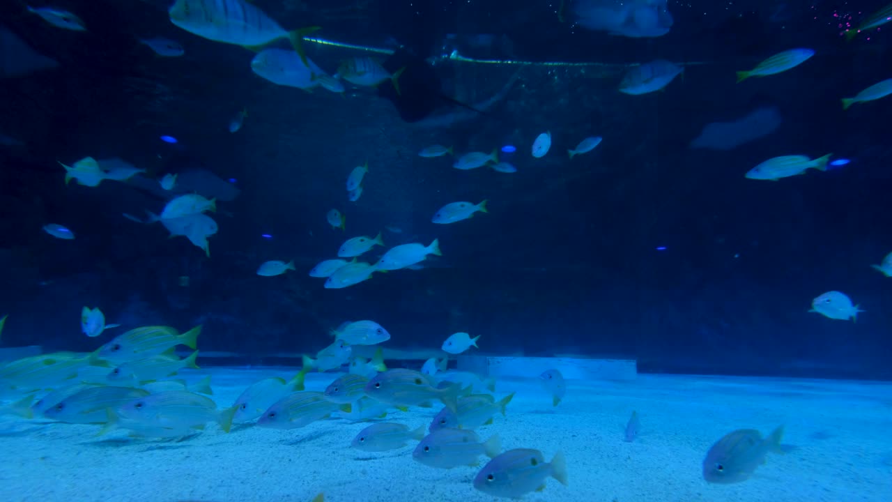 水族馆里有各种各样的鱼在游泳，还有巨大的鲨鱼和黄貂鱼。视频下载