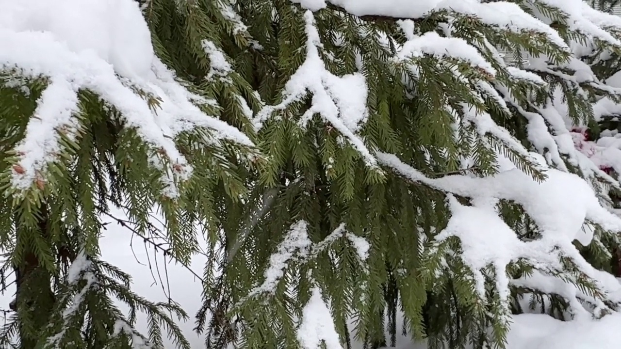 圣诞树的树枝在雪地里视频素材