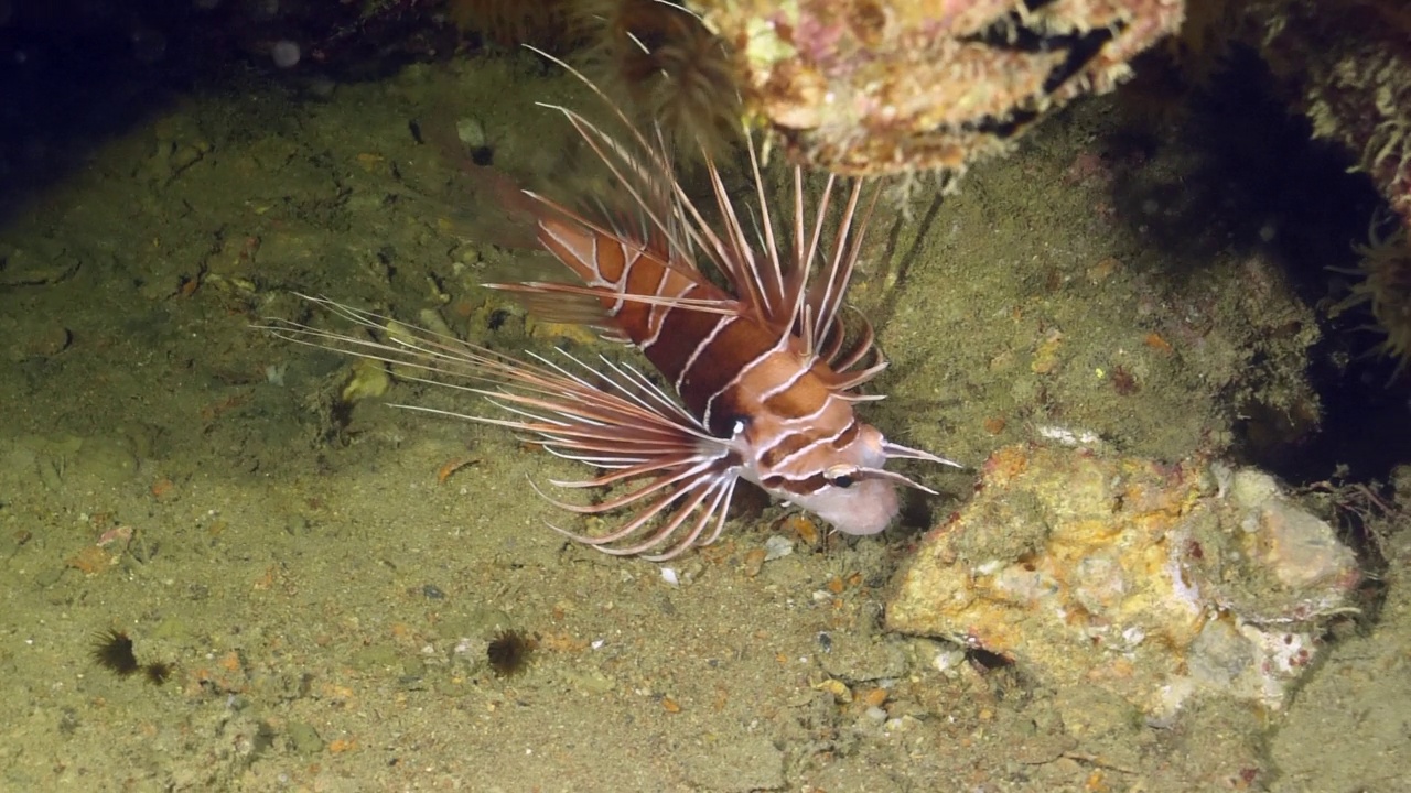 Clearfin狮子鱼(Pterois radiata)视频素材