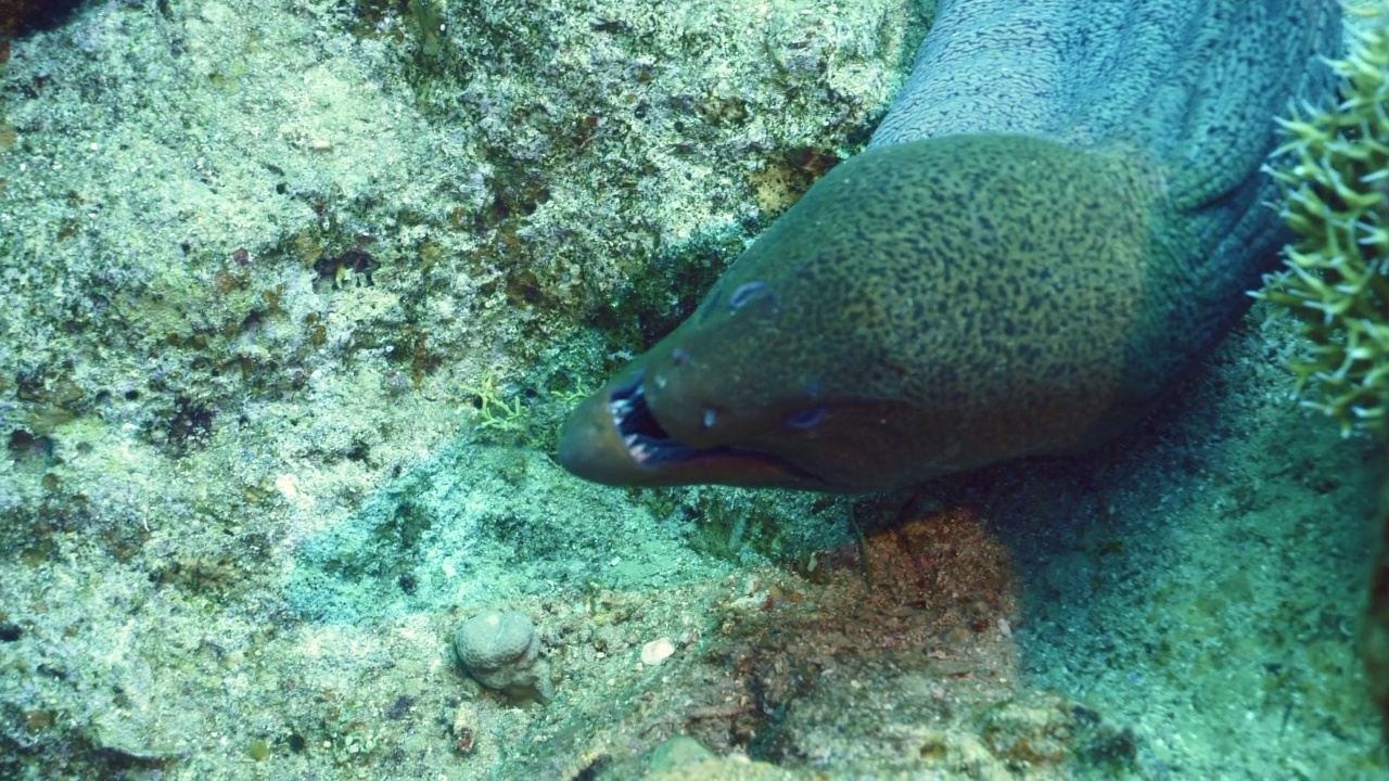 巨型海鳗(Gymnothorax javanicus)露出了他的牙齿!视频素材