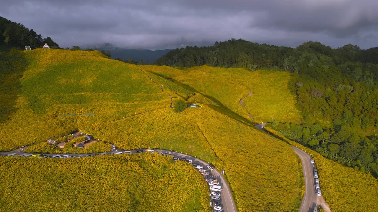 鸟瞰金盏花黄花田在Doi Mae U-Kho山，泰国湄宏颂省视频素材