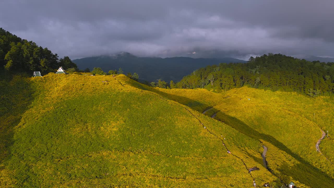 鸟瞰金盏花黄花田在Doi Mae U-Kho山，泰国湄宏颂省视频素材