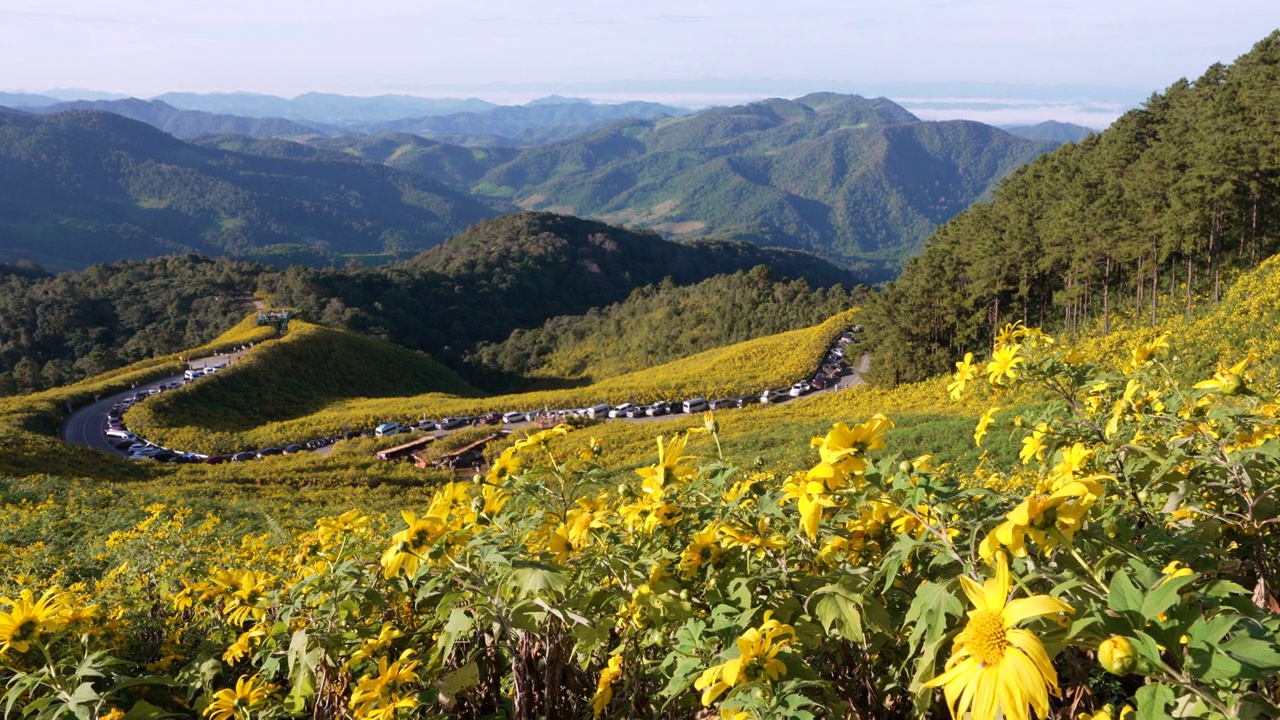 在泰国Mae Hong Son的Doi Mae U-Kho山上的金盏花黄花田视频素材