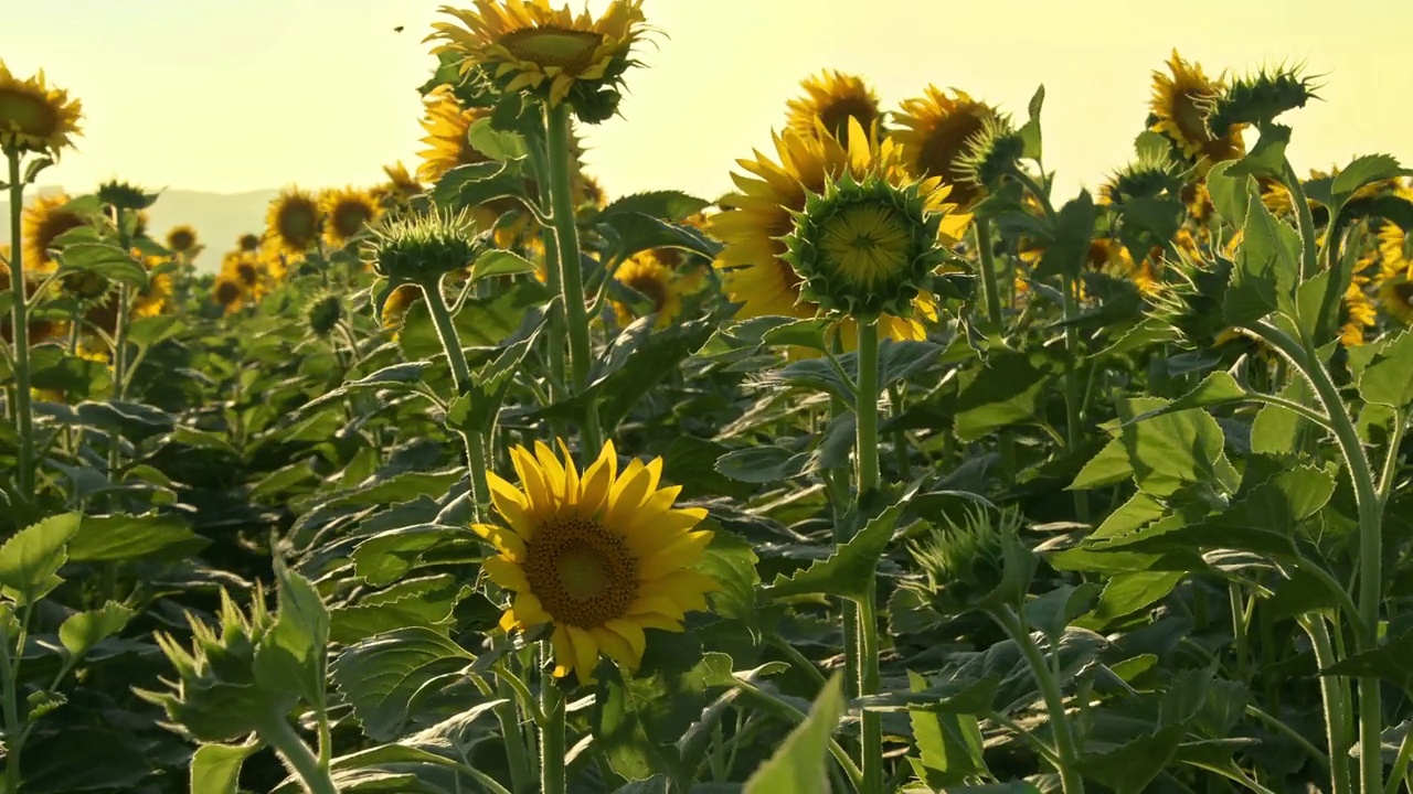 收获季节的向日葵田视频素材