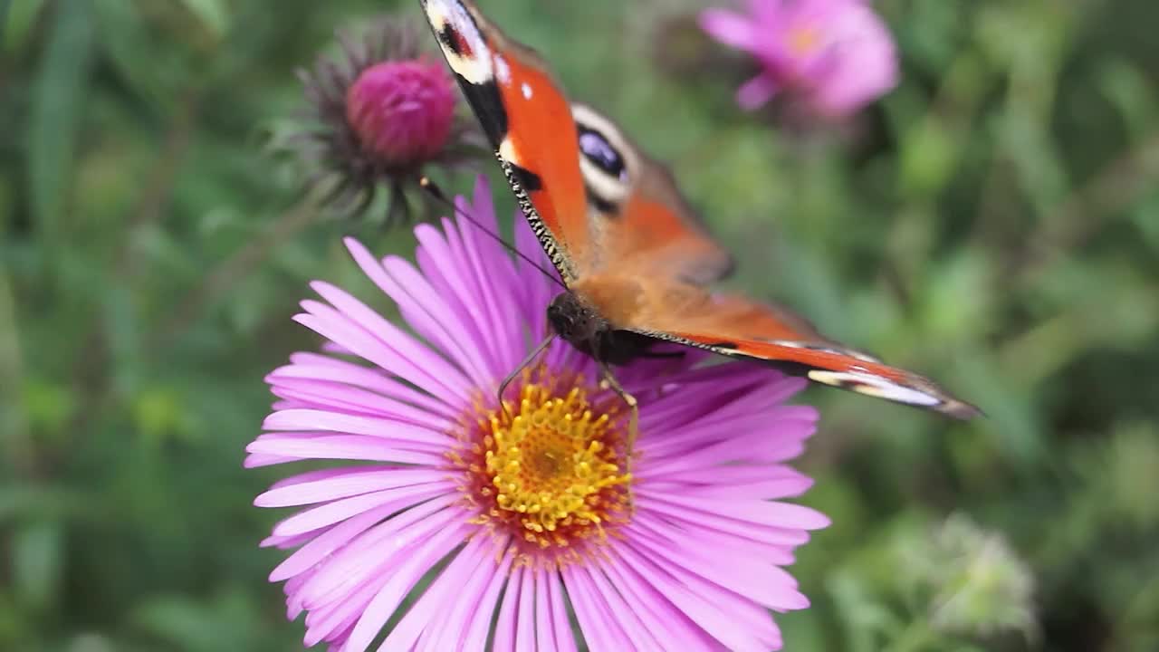 孔雀眼(latat。Aglais io)从花中采集花蜜。视频素材