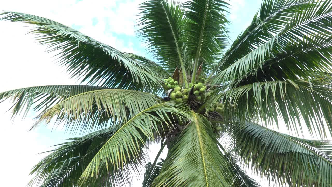 树上的小椰子视频素材