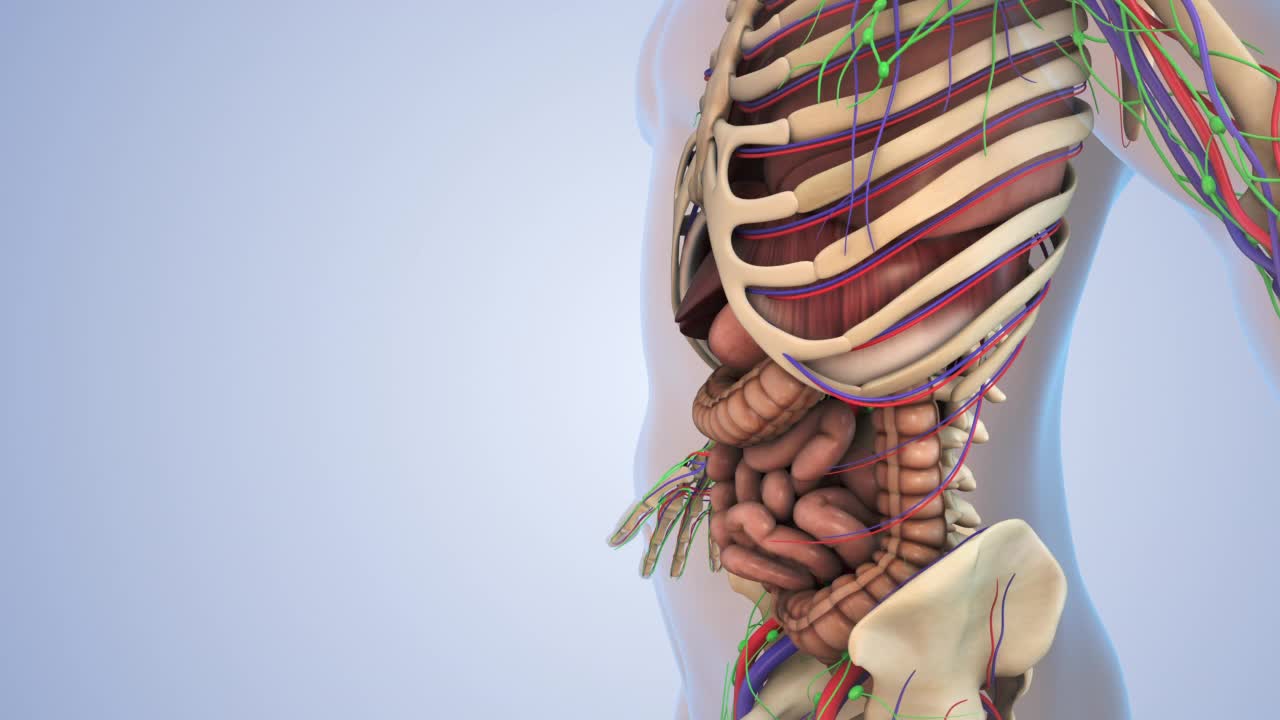 人体内部器官视频素材