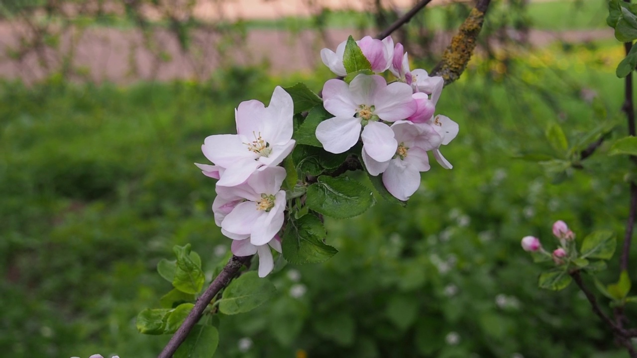 春天花园里的苹果花盛开视频素材