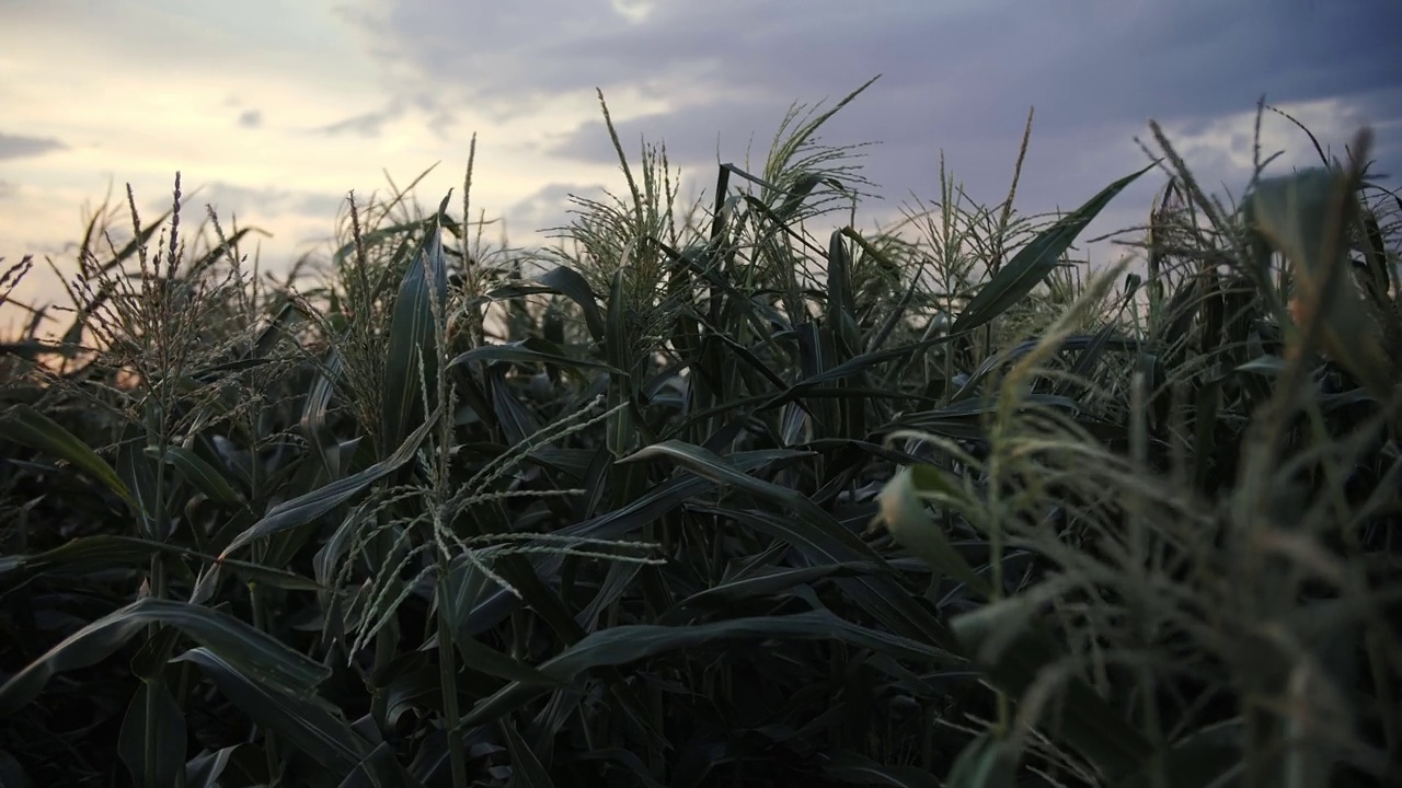 夕阳下的玉米地特写视频素材