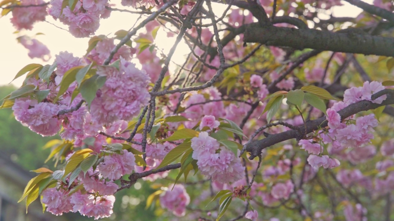 樱花的概念。日本的樱花。赏花。视频素材