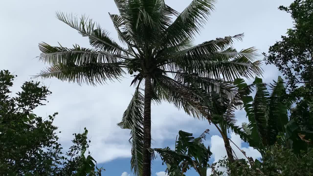 红毛丹花园中被风吹动的椰子树视频素材