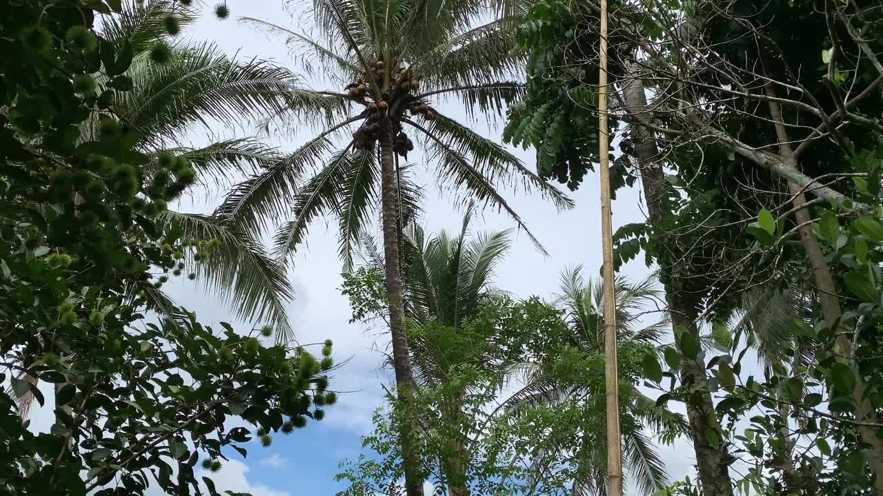 等着干椰子自己掉在红毛丹花园里视频素材